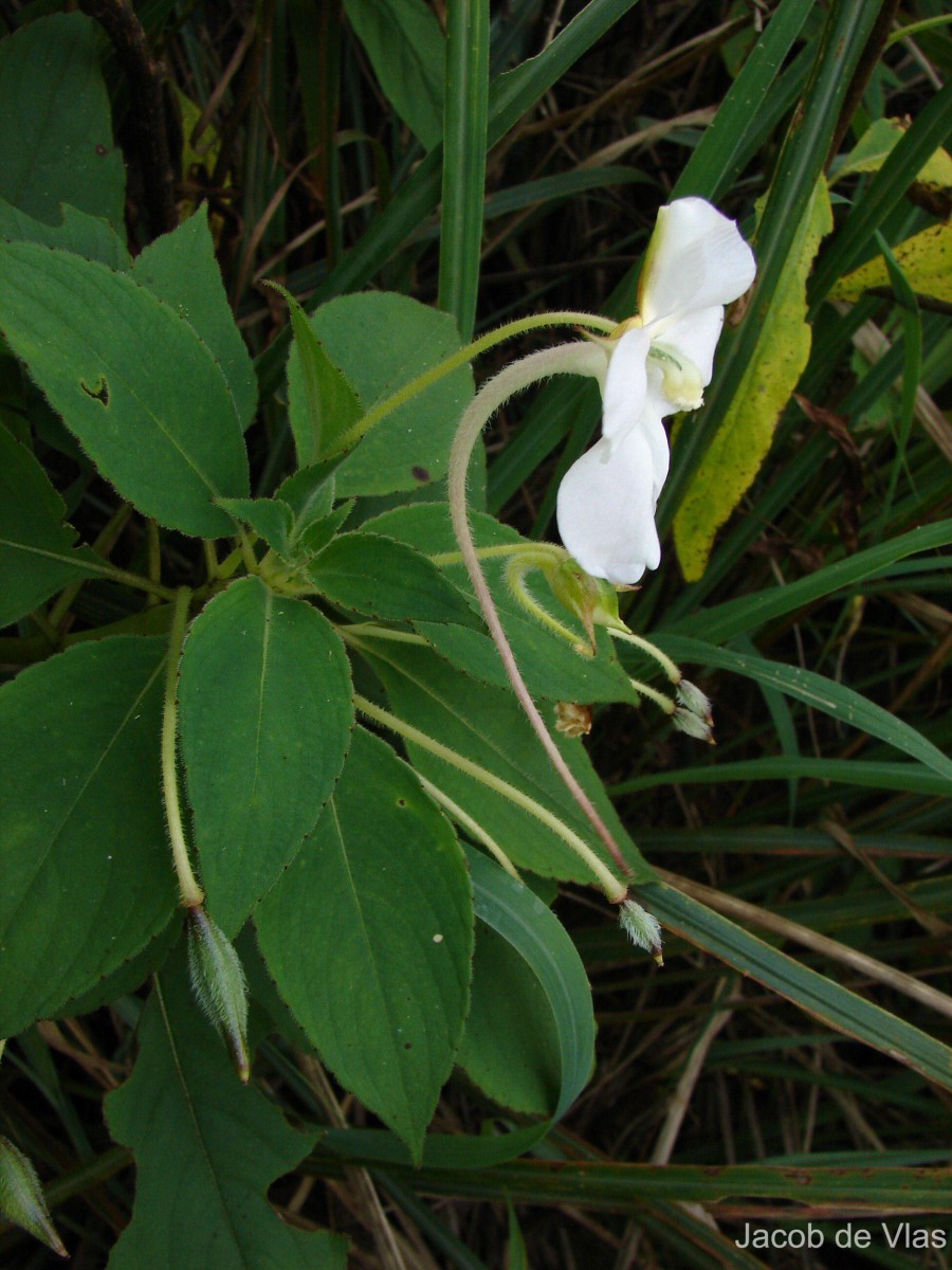 Impatiens henslowiana Arn.